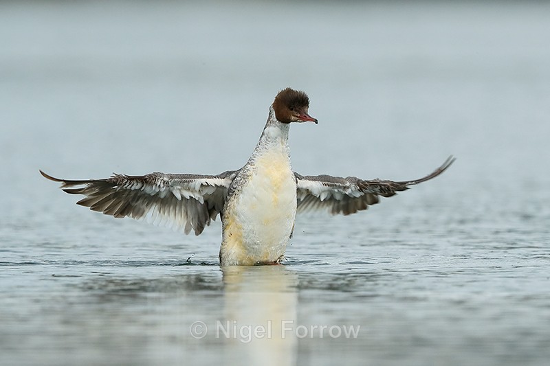 Goosander, wings outstretched, Farmoor Reservoir - Goosander