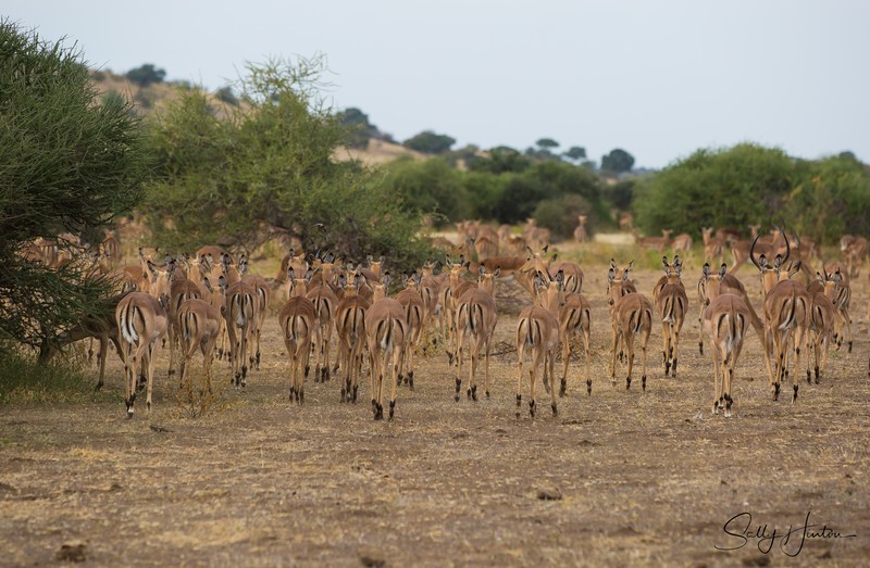 Impala Herd 1