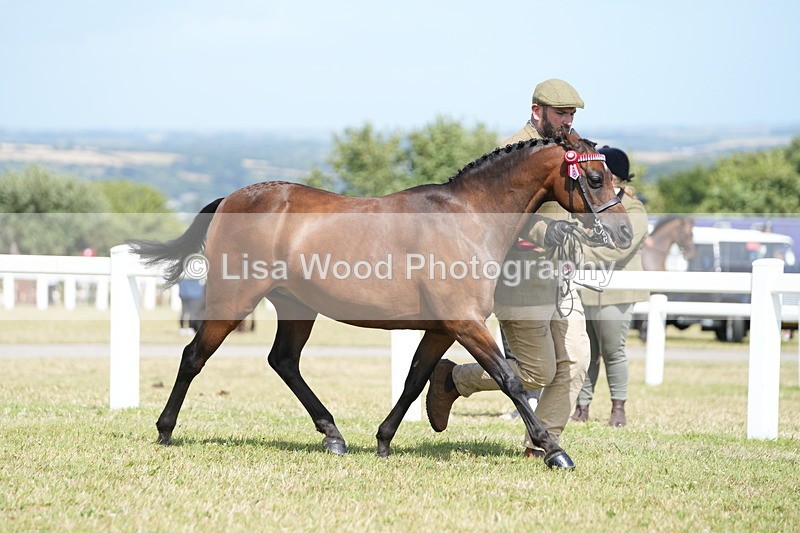 DSC07354 - Class 69: NPS Show Pony 4 years and over