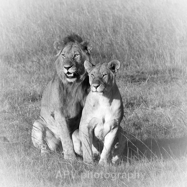 AIN'T LOVE GRAND... - SAFARI - KENYA