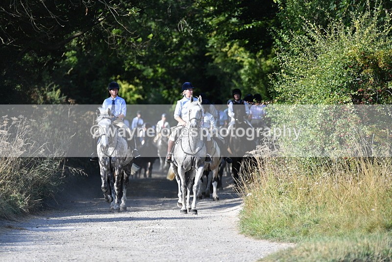 WJ5_4854 - Walk out with the hounds