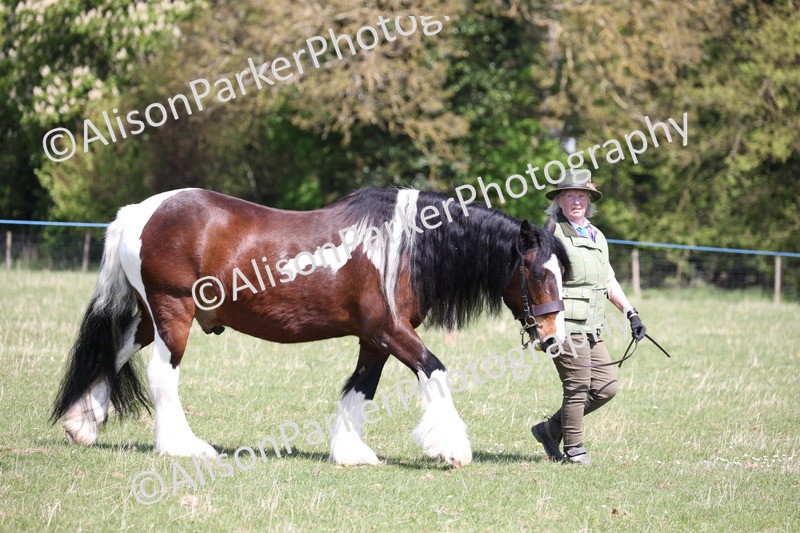 20250427-3006 - Class 27 - Coloured Horse and Pony