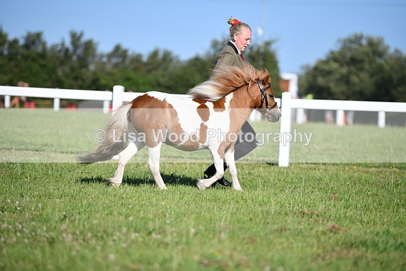 DSC_5505 - Class 49: NPS Shetland Youngstock