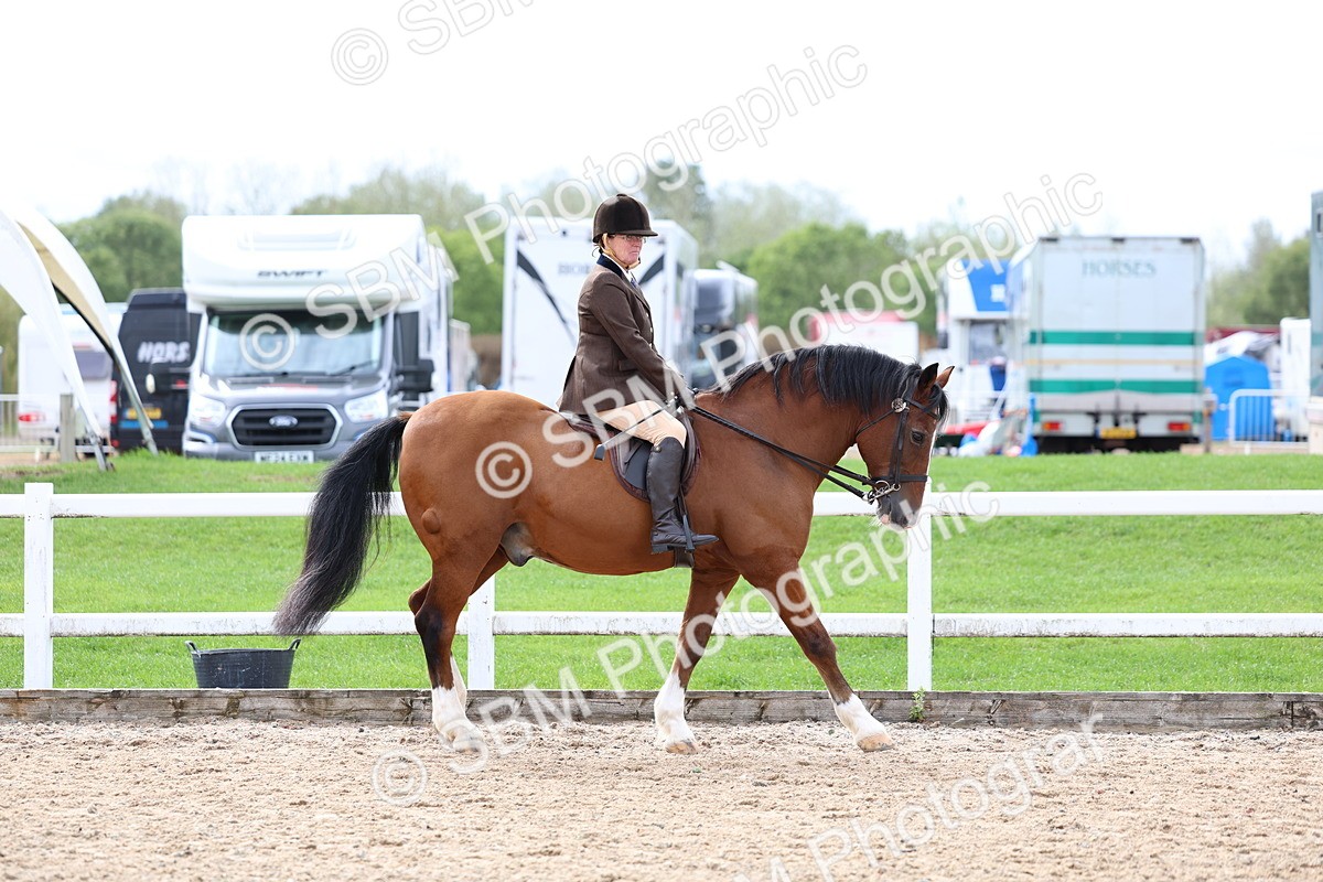 SBM_01828 - Class 18 - Handsomest Gelding - IH or Ridden