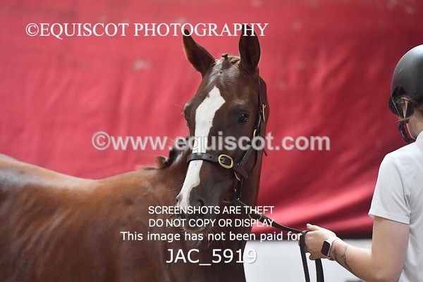 JAC_5919 - 11 Pandora of Westoak