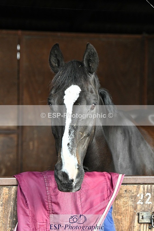 230817-082901-02398 - Stable Shots