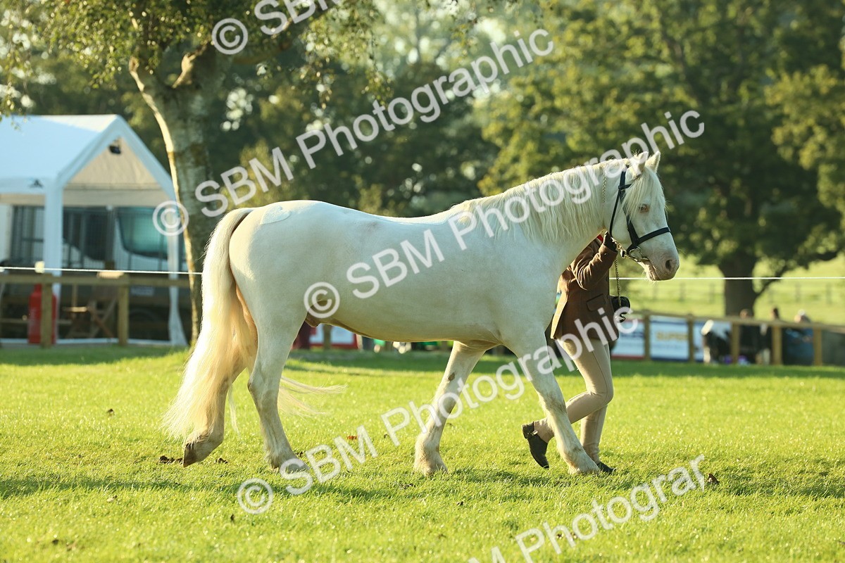 SBM_57296 - S37 - Starters In Hand Showing