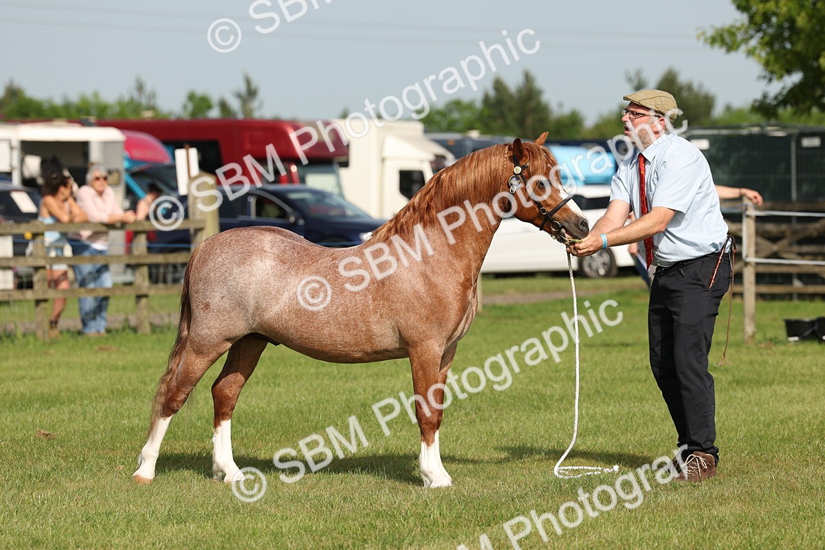 SBM_00651 - Class 6-13 - Mountatin and Moorland In Hand Welsh Breeds