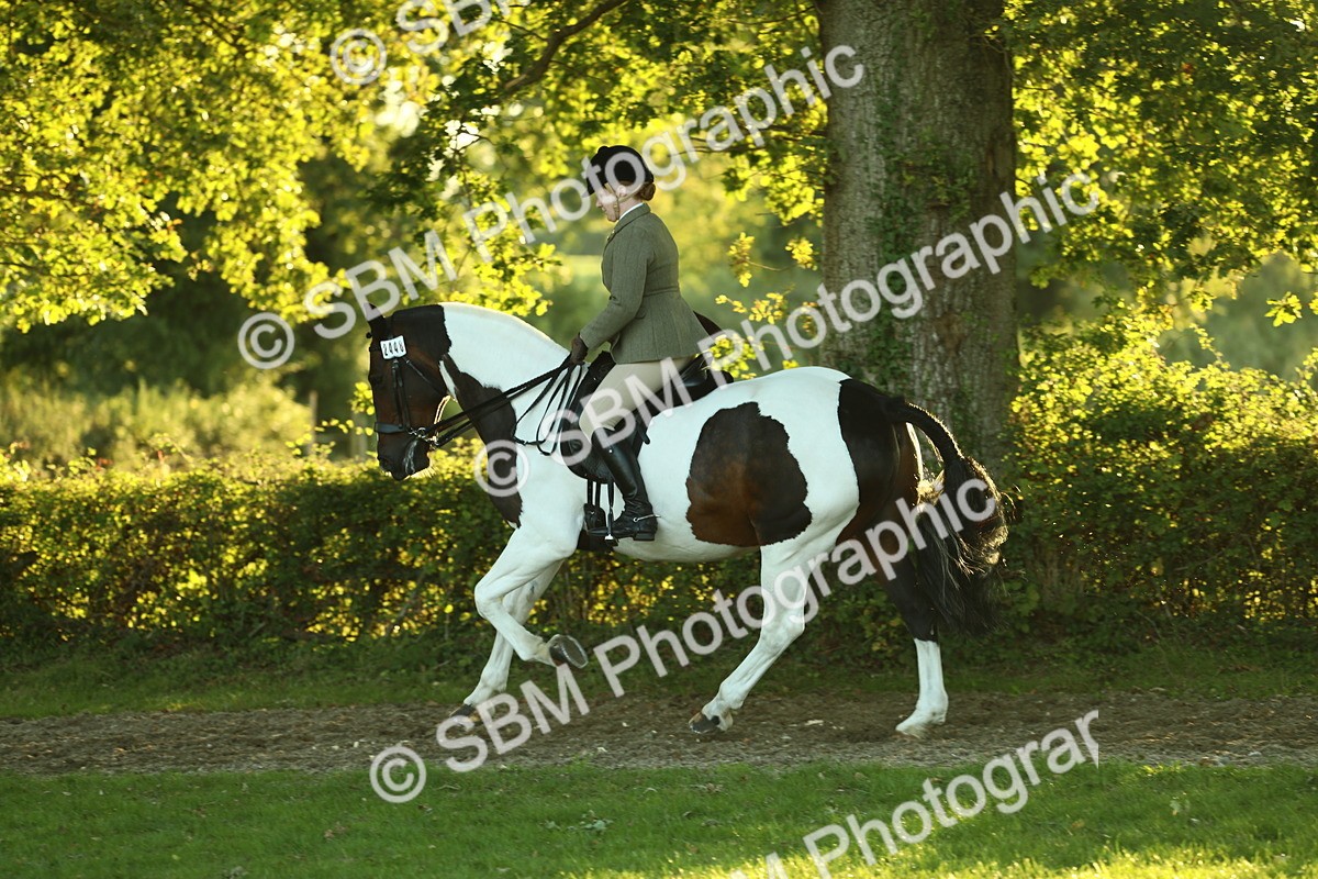 SBM_56500 - S14 - Riding Club Horse