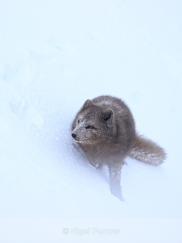 Arctic Fox pauses on slope, Hornstrandir, Iceland - Arctic Fox
