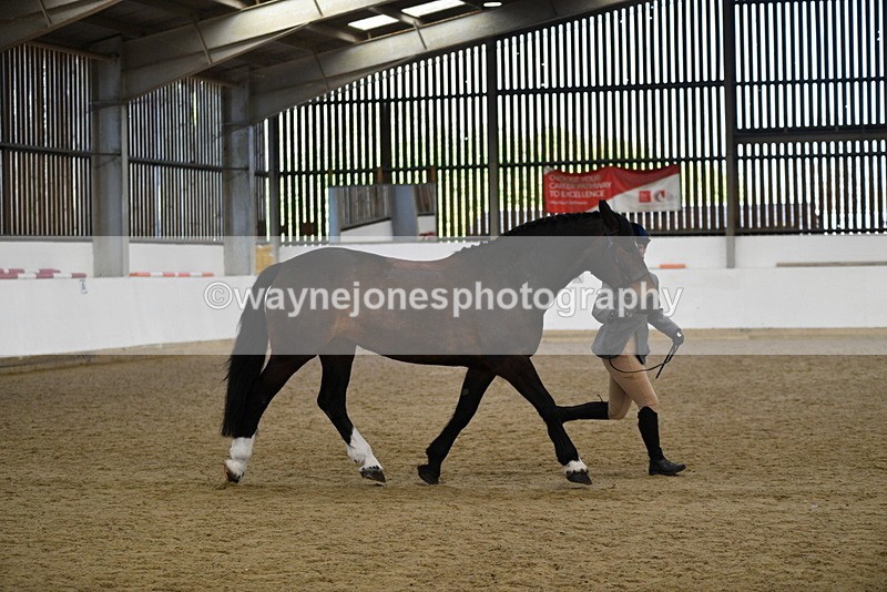 WJ5_5665 - Morning in hand Championship