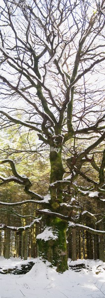 a snow covered tree