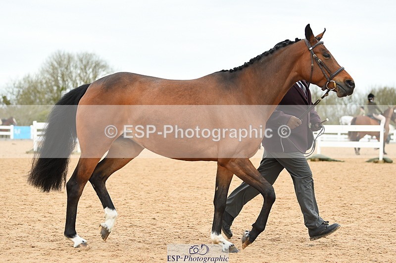 230416A-140538-04738 - Cls 46+43 In Hand Warmbloods and Foreign