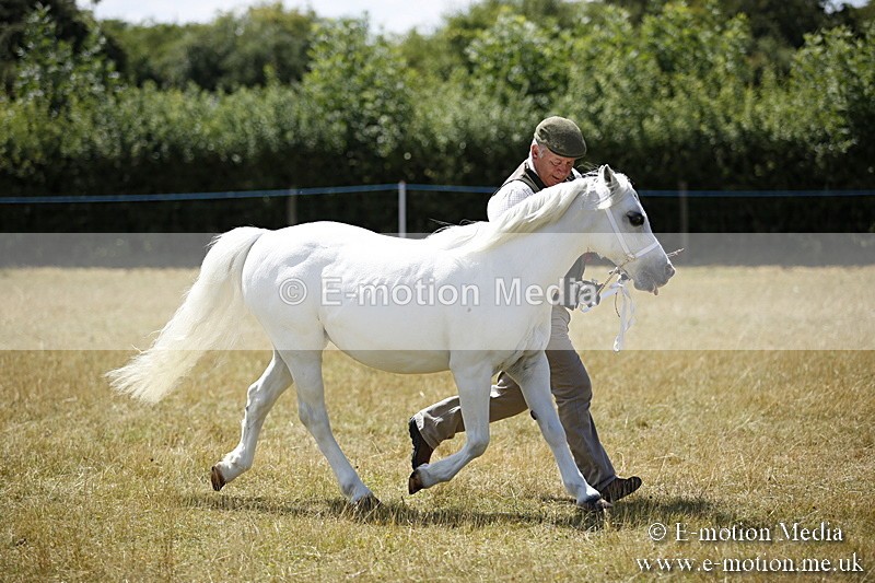 _C7A0100 - In Hand Championship BVRC Show 2018