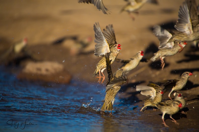 Red-billed Quelea Drinking