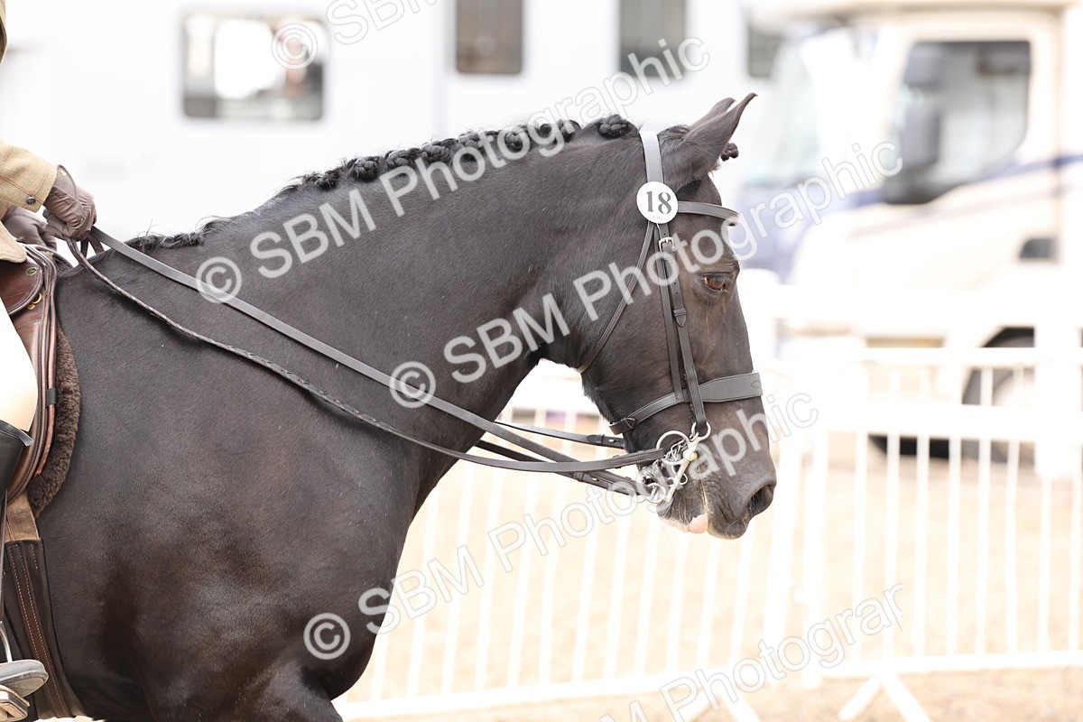 SBM_04173 - Class 54 - Riding Club Horse/Pony