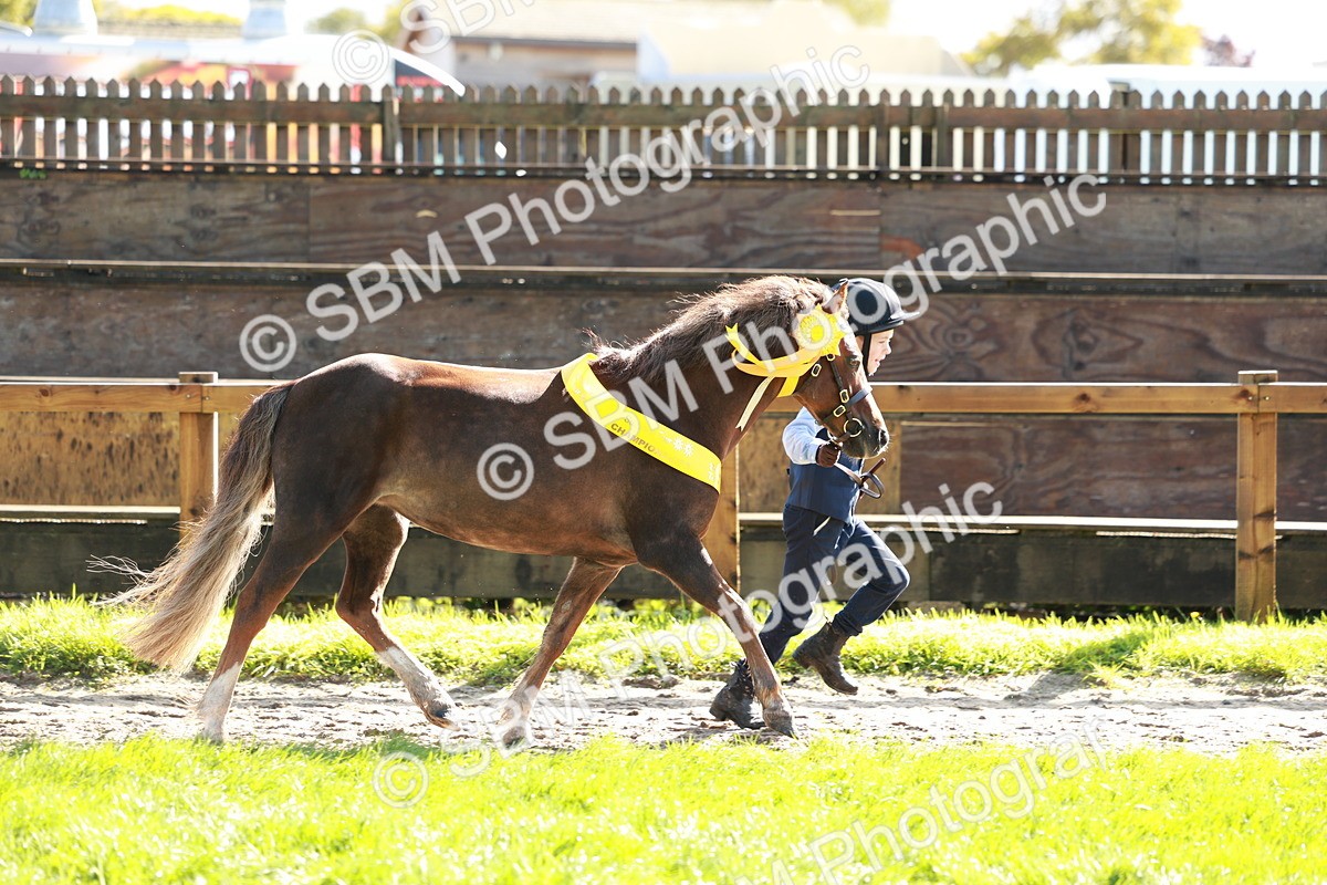 SBM_42108 - S32 - Mountain & Moorland Working Hunter Pony