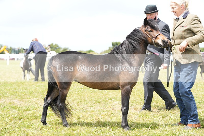 DSC06508 - Class 56: Miniature Horse 1, 2 & 3yr olds