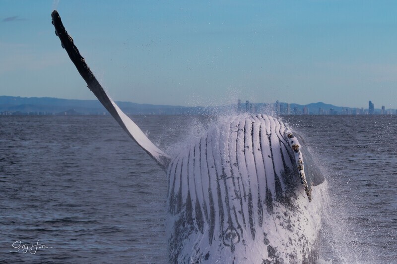 Humpback belly button. 0A3A1930 - Humpback Whales