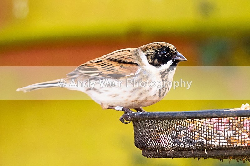 20150321-8E0A8372 - Buntings