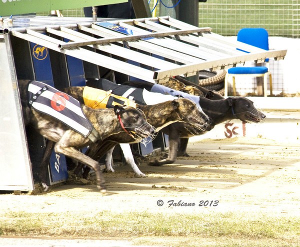 Greyhound 1 - General Photography