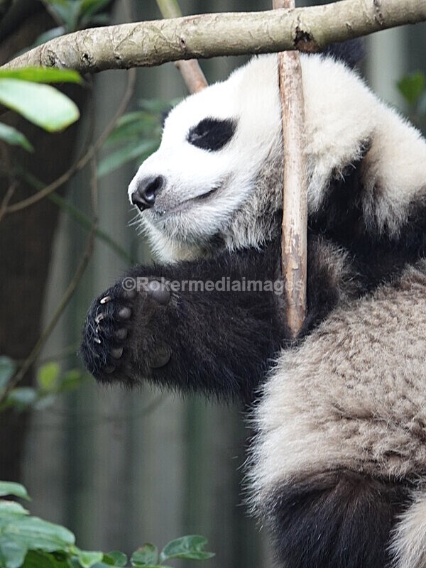 CHINA__0070 - China 2019