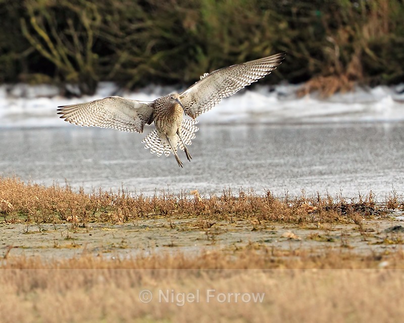 Curlew about to land at Titchwell Marsh RSPB - Curlew