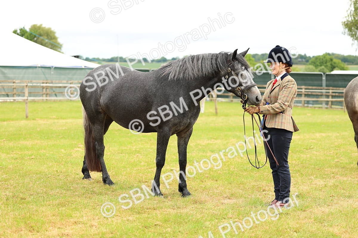 SBM_04125 - Class 64-67 - Shetland Pony In Hand