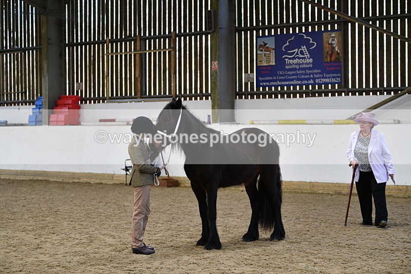 WJ5_4227 - Class 6 In hand M&M - Large Breeds