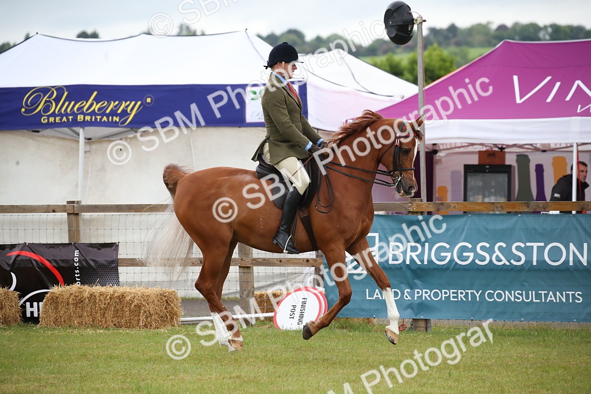 SBM_03608 - Class 21 - 22 - Ridden Arab and Part Bred/Anglo Arab