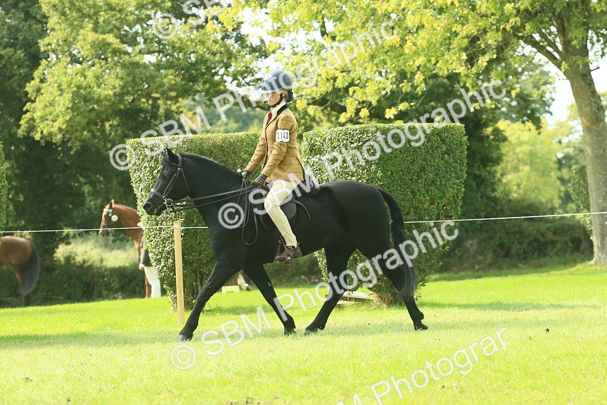 SBM_66508 - S34 - Rehabilitated Rescue Horse & Pony In Hand & Ridden