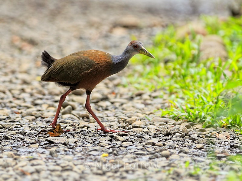 Grey-necked Wood-Rail walking, Costa Rica - Grey-necked Wood-Rail