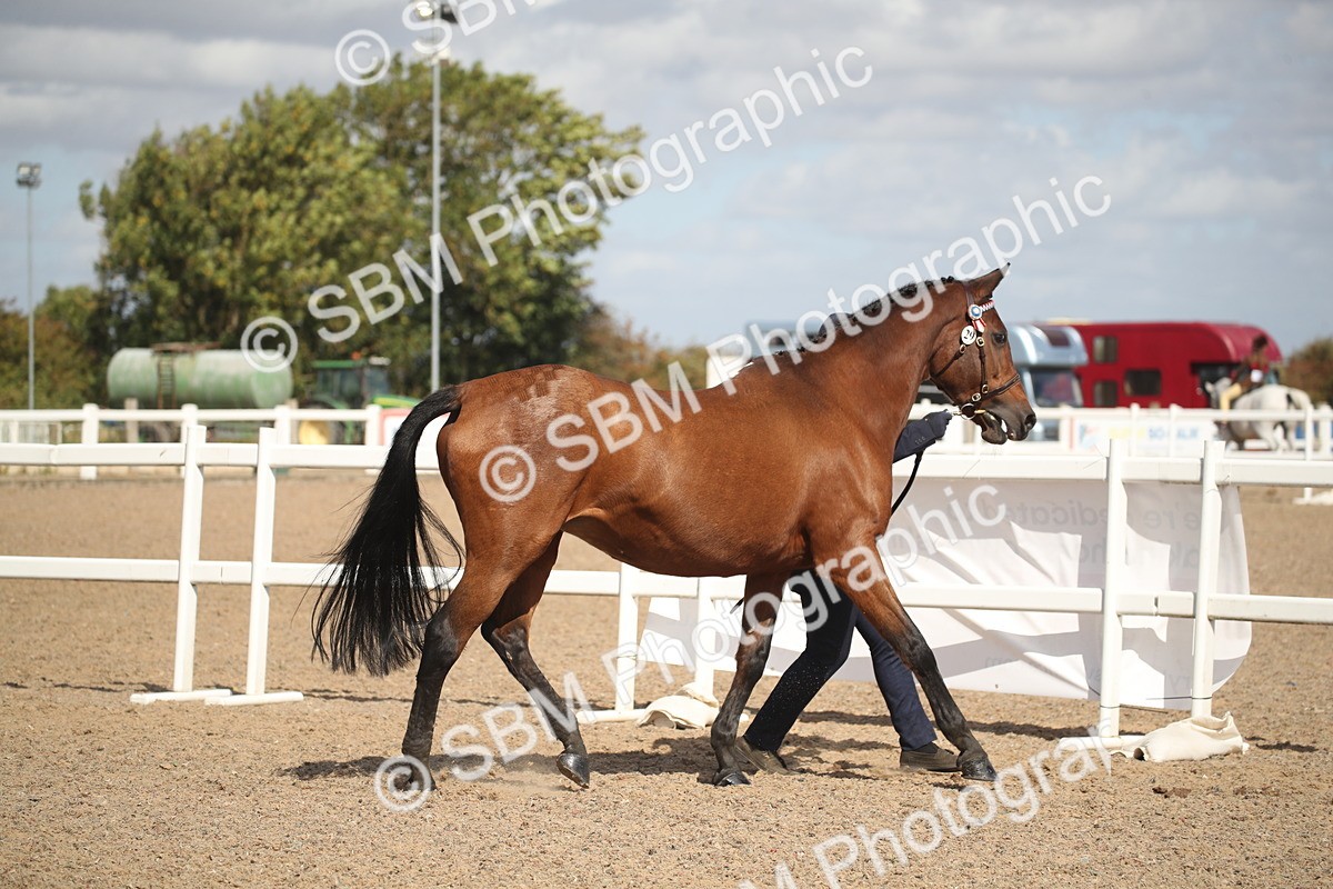 SBM_23407 - Class 604 - 2026 - Area IH Diamond