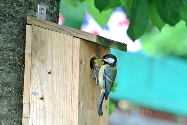 Great Tit Feeding The Family - BIRDS & INSECTS
