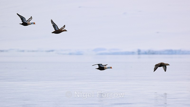 King Eiders flying over fjord, Spitsbergen, Svalbard - King Eider