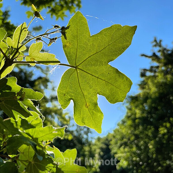 PhotoMynottART077 - Photo Mynott ART Images