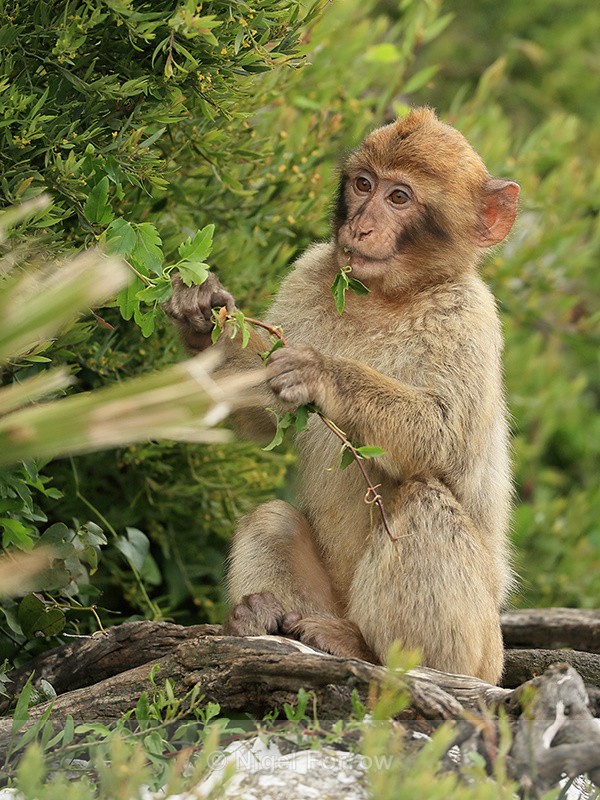 Young Barbary Macaque eating leaves, Rock of Gibraltar - Monkey