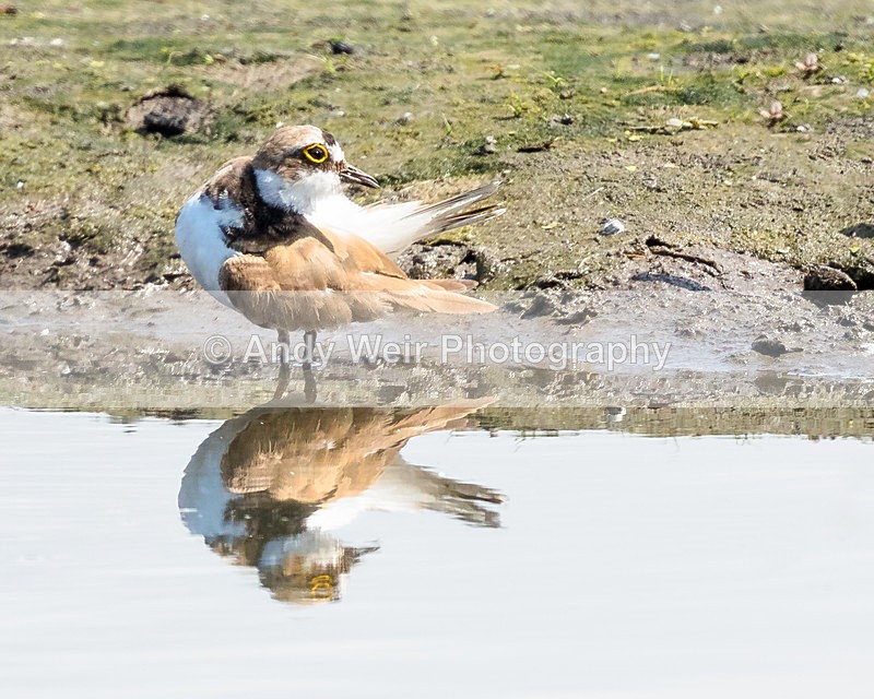 20150711-8E0A9998-3572-3573 - Other Waders