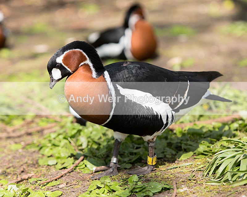 20140419-3K8A0343 - Captive Birds