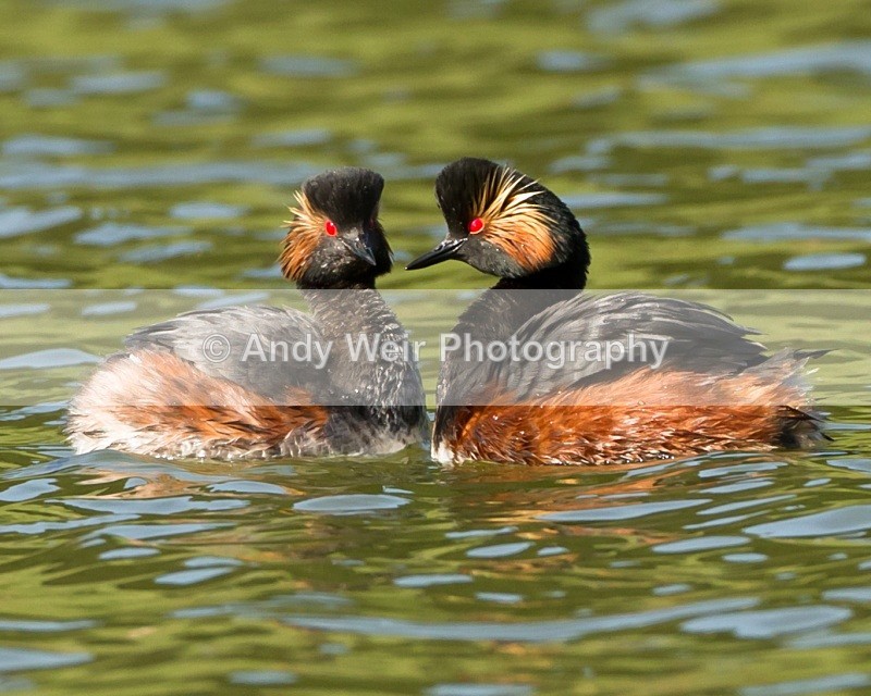20110410-IMG_3156 - Black-necked Grebe