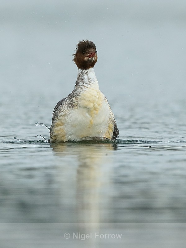 Goosander rises up from water, Farmoor - Goosander