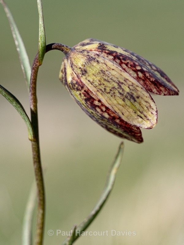 Mountain fritillary (Fritillaria montana )  - Gargano - Wild Flowers