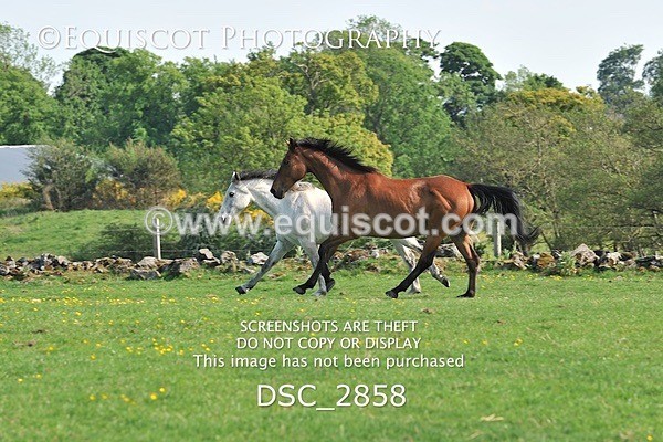 DSC_2858 - ARCHIVE REQUEST - Quincy and Guinness