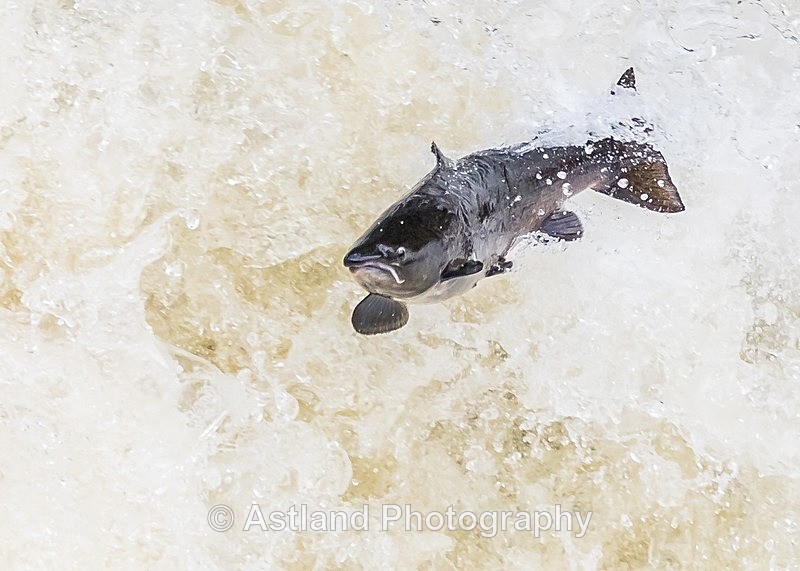 Astland Photography, Bird and Wildlife Images, Susan and Peter Wilson, U.K.
