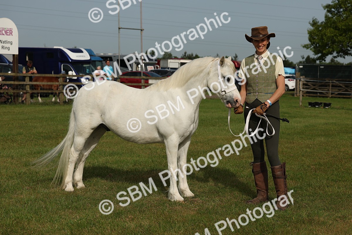 SBM_00557 - Class 6-13 - Mountatin and Moorland In Hand Welsh Breeds