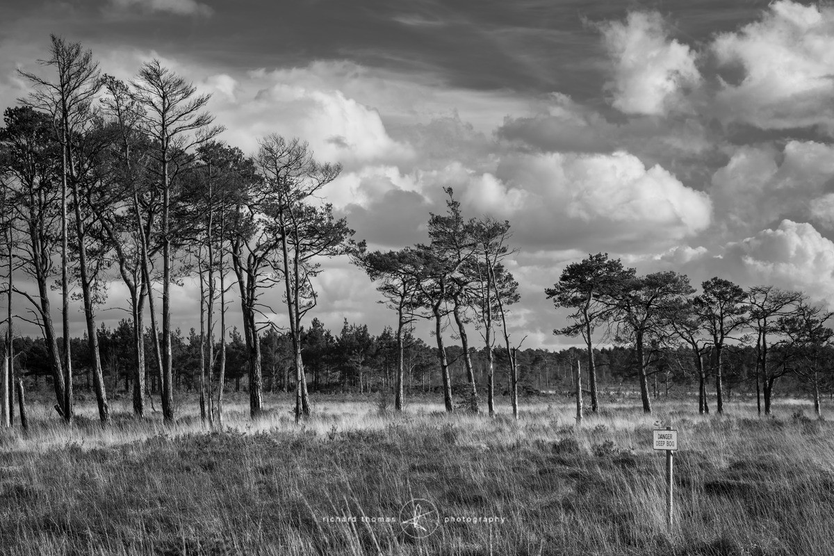 Danger Deep Bog - Wider view