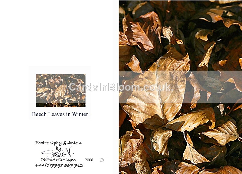 Winter 1. Winter beech leaves  Win01 - Winter