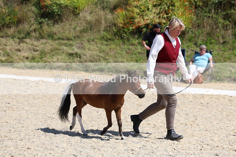 3E7A9517 - Class 30: Mnititature Horse