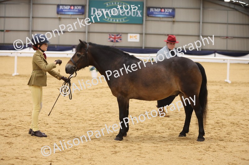 20260913-1117 - Class 110 - Bred In Other In Hand