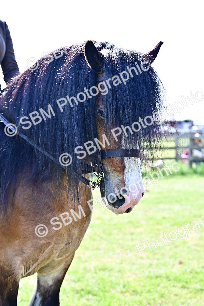 SBM_09343 - Class 63-65 - Traditional Gypsy Cobs In Hand & Ridden